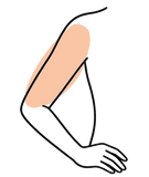 Arms